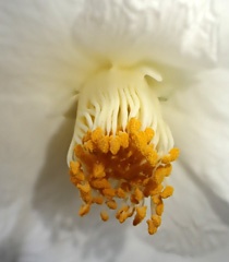 P5285350a.jpg